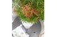 Acer palmatum jerre schwartz 