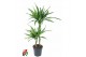 Dracaena fragr. riki 45-15 