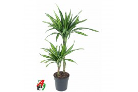 Dracaena fragr. riki 45-15