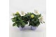 Platycodon grandiflorus astra white 