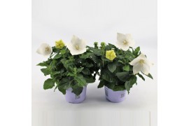 Platycodon grandiflorus astra white