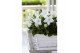 Platycodon grandiflorus astra white 