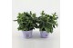Platycodon grandiflorus astra white 