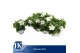 Platycodon grandiflorus astra white 