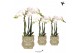 Phalaenopsis multiflora wit 3 tak in owl pot green kolibri orchids 
