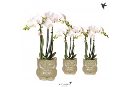 Phalaenopsis multiflora wit 3 tak in owl pot green kolibri orchids