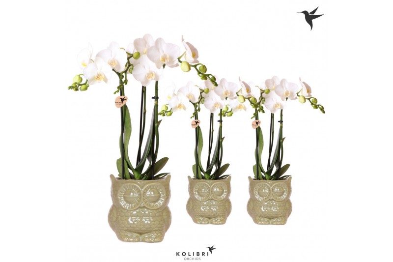 Phalaenopsis multiflora wit 3 tak in owl pot green kolibri orchids 