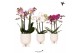Phalaenopsis multiflora Kolibri Orchids mix 3 tak in gummy travertine 