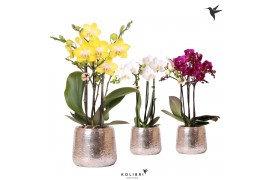 Phalaenopsis multiflora Kolibri Orchids mix 3 tak in Luxury pot silver
