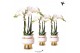 Phalaenopsis multiflora wit 3 tak in le chic gold kolibri orchids 