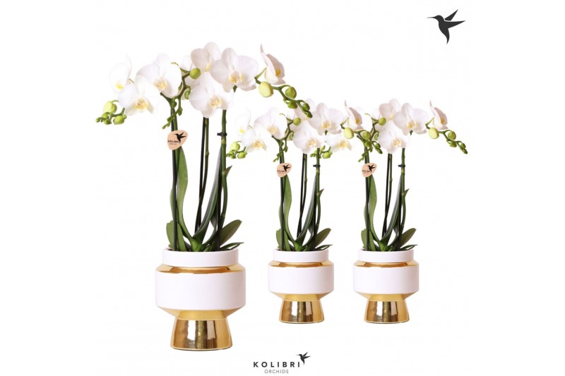 Phalaenopsis multiflora wit 3 tak in le chic gold kolibri orchids 