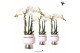 Phalaenopsis multiflora wit 3 tak in le chic silver kolibri orchids 