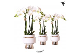 Phalaenopsis multiflora wit 3 tak in le chic silver kolibri orchids