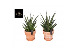 Sansevieria comet queen marble in terracotta XL