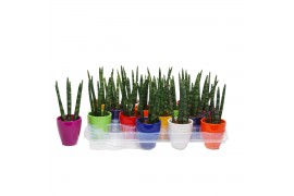 Sansevieria cylindrica keramiek