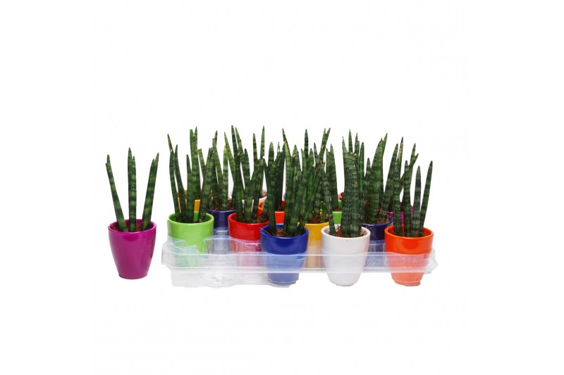 Sansevieria cylindrica keramiek 