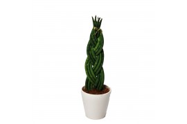 Sansevieria cylindrica keramiek