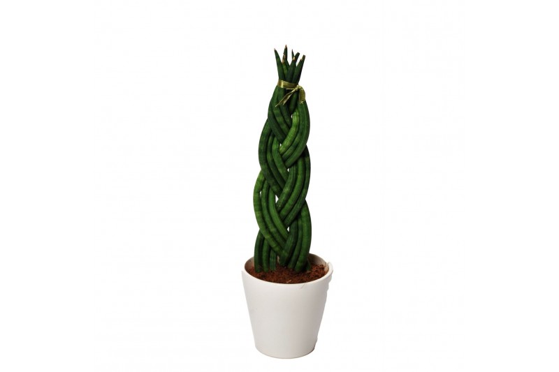 Sansevieria cylindrica keramiek 