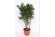 Dracaena reflexa song of jamaica Dracaena Song of Jamaica 