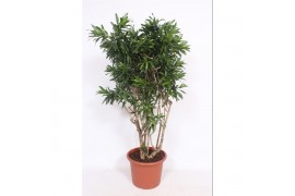 Dracaena reflexa song of jamaica Dracaena Song of Jamaica