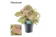 Syngonium red heart decorum feel green 