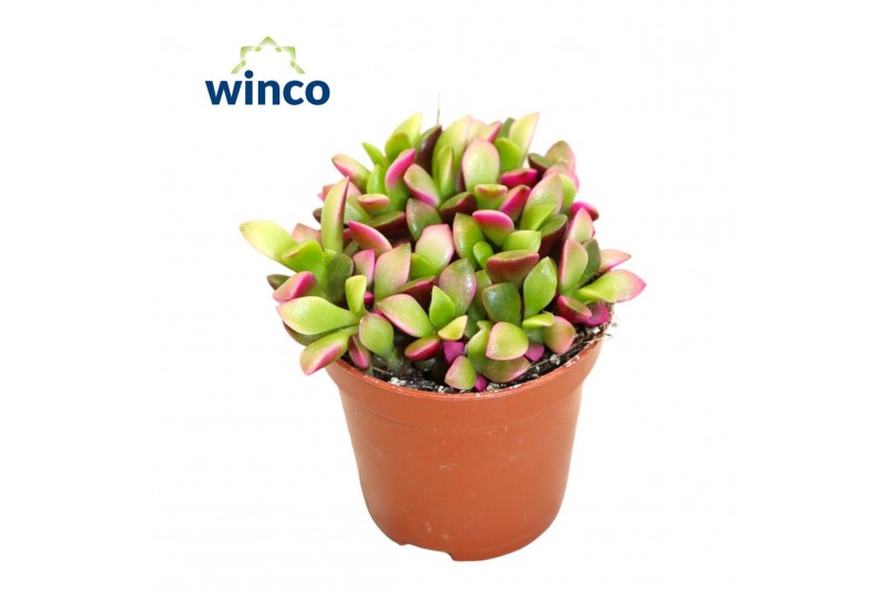 Succulenten Anacampseros Sunrise 