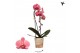 Phalaenopsis elegant cascade 1 tak niagara fall orange kolibri orchids 