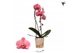 Phalaenopsis elegant cascade 1 tak niagara fall orange kolibri orchids