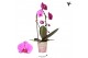 Phalaenopsis elegant cascade 1 tak niagara fall violet kolibri orchids 