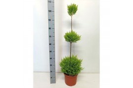 Cupressus macr. goldcrest wilma triobol