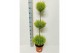Cupressus macr. goldcrest wilma triobol 