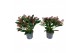 Skimmia japonica rubella 13+ Bloem 