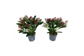 Skimmia japonica rubella 13+ Bloem