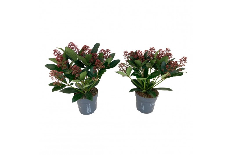 Skimmia japonica rubella 13+ Bloem 