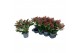 Skimmia japonica rubella 13+ Bloem 