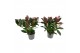 Skimmia japonica rubella 7+ Bloem 