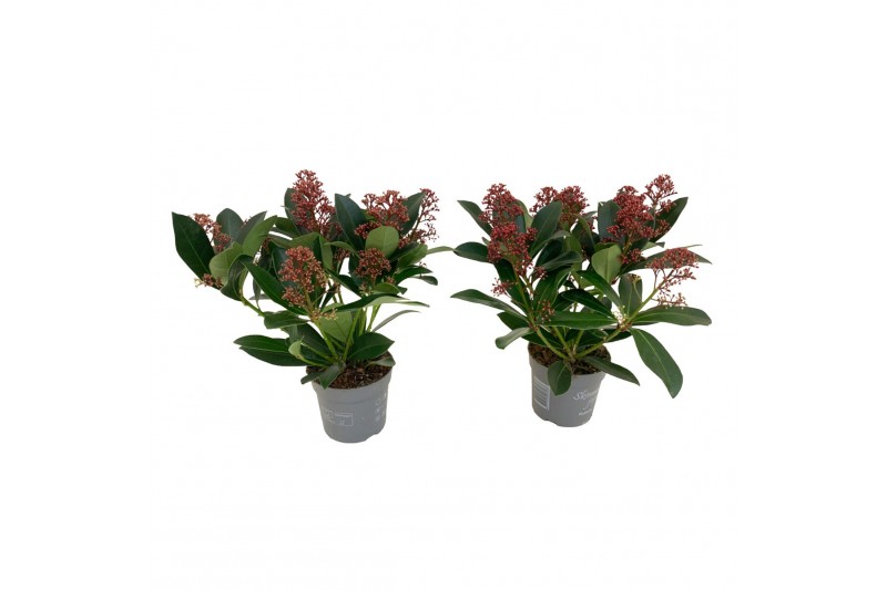 Skimmia japonica rubella 7+ Bloem 