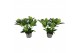 Skimmia japonica white globe 7+ Bloem 