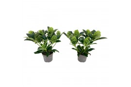 Skimmia japonica white globe 7+ Bloem