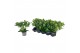 Skimmia japonica white globe 7+ Bloem 