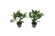 Skimmia japonica finchy 4+ Bloem 