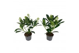 Skimmia japonica finchy 4+ Bloem