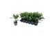 Skimmia japonica finchy 4+ Bloem 