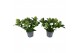 Skimmia japonica white globe 10+ Bloem 