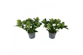 Skimmia japonica white globe 10+ Bloem