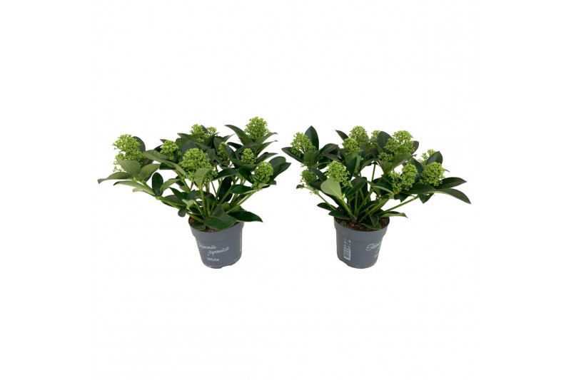 Skimmia japonica white globe 10+ Bloem 