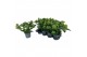 Skimmia japonica white globe 10+ Bloem 