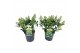 Skimmia japonica finchy 20+ Bloem 