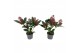 Skimmia japonica rubella 4+ Bloem 