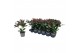 Skimmia japonica rubella 4+ Bloem 
